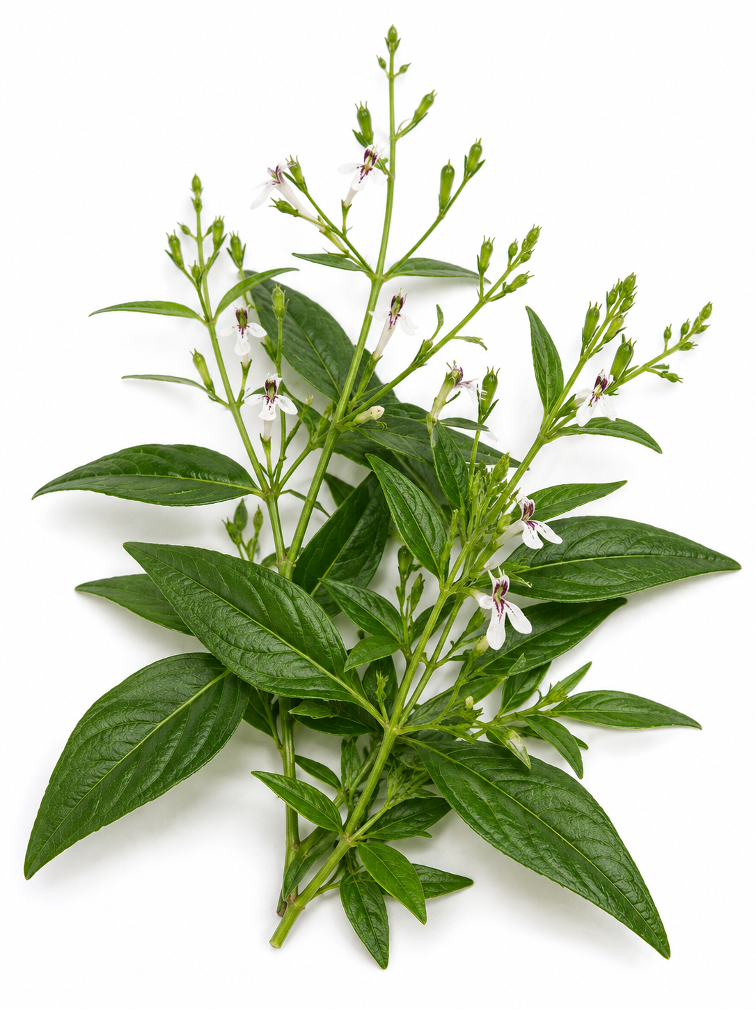 Andrographis paniculata, the source of Andropure full-spectrum extract